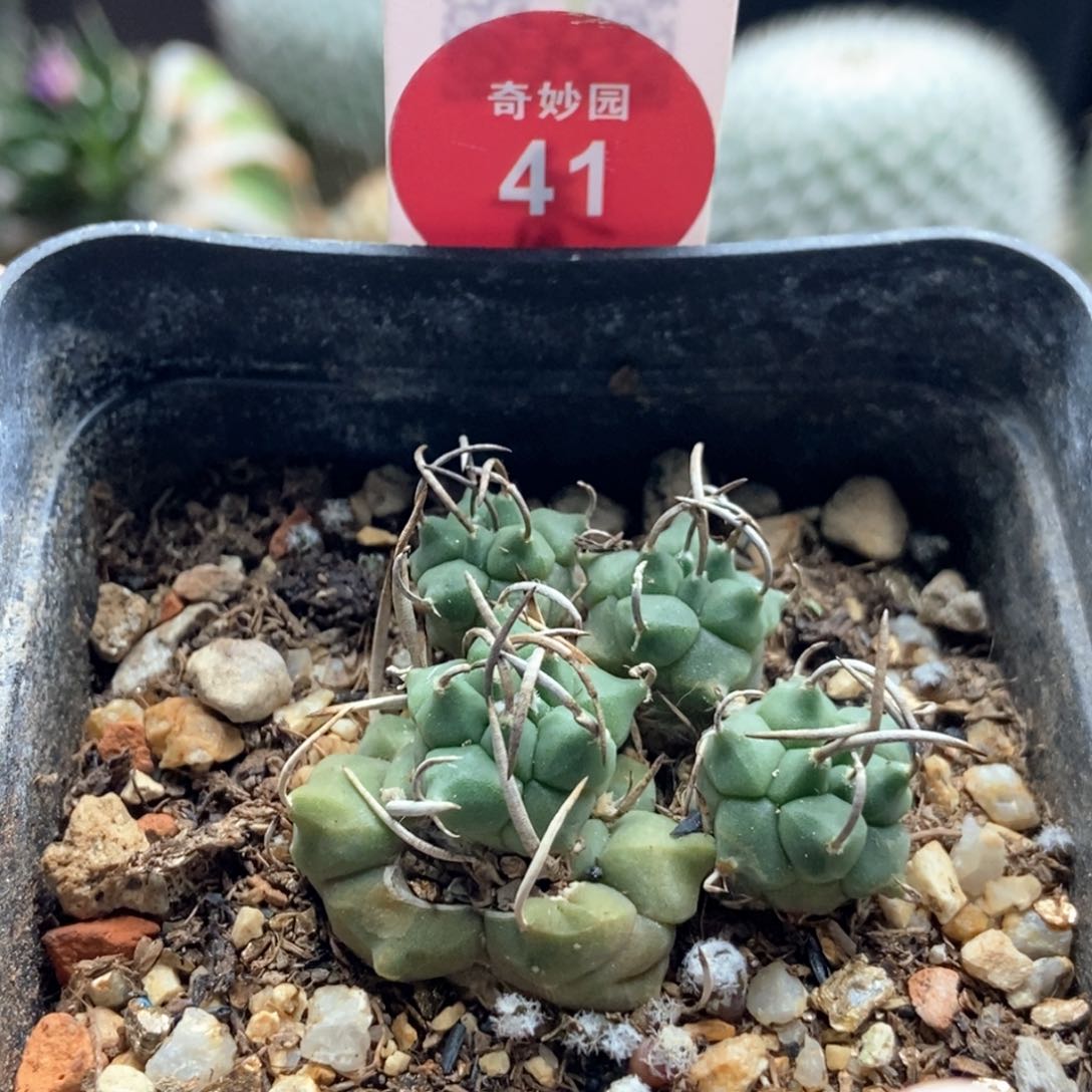 实生娇丽群一颗有斑