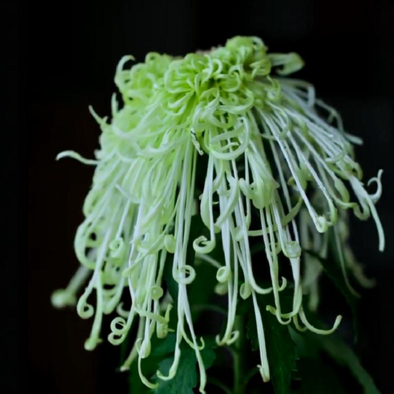 【盘龙碧玉】大花富贵菊花盆栽九月菊 开花漂亮耐寒