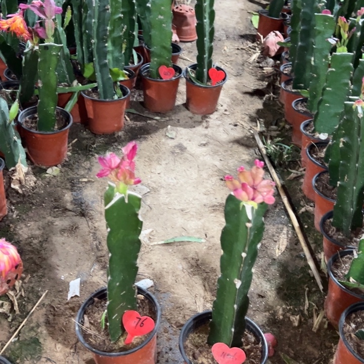 曾***金当前无花栽培后可以开花083  176  037  1106