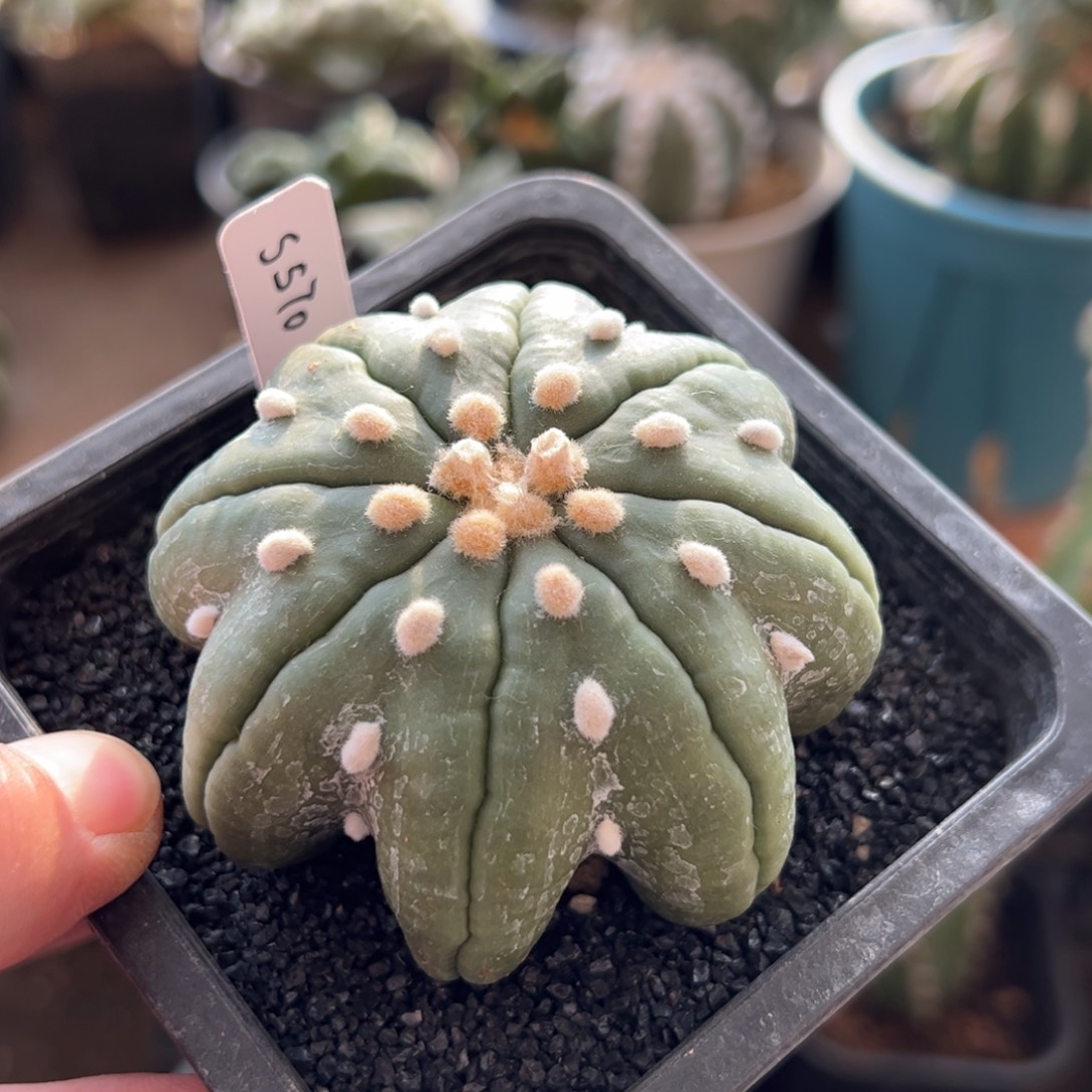 无花朵570实生海星琉璃7.2cm