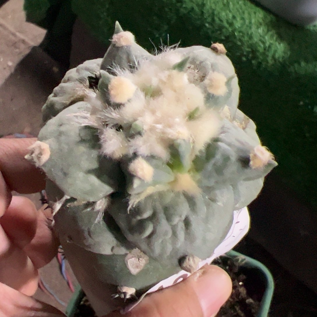 村主怒涛牡丹613