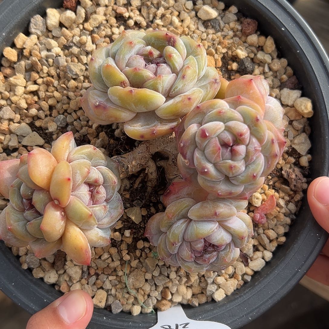 7头绿地紫心油包脸