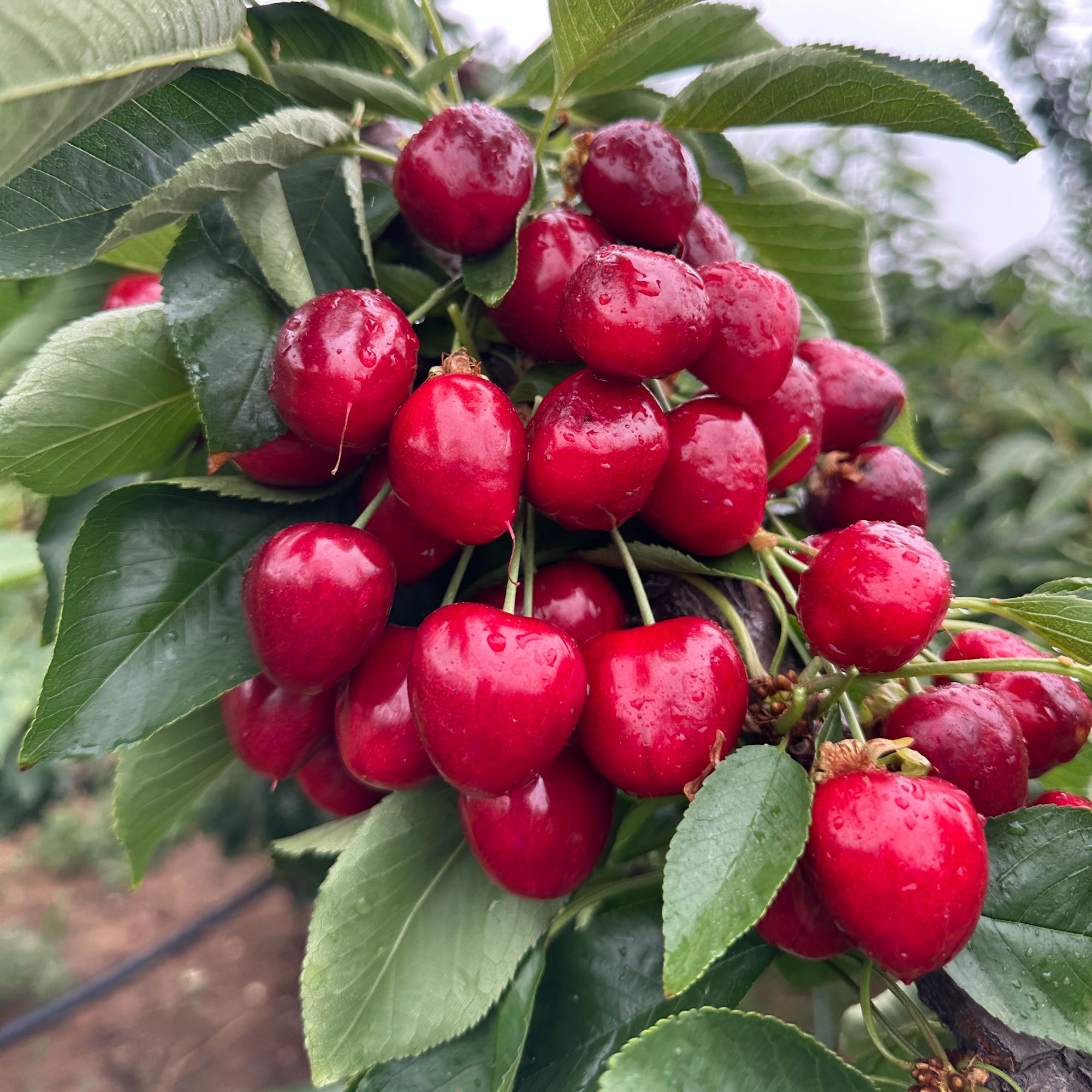 永莲果缘沙王种苗车厘子果树