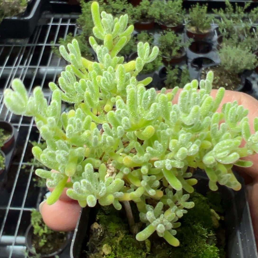 冰紫90倍老桩福利