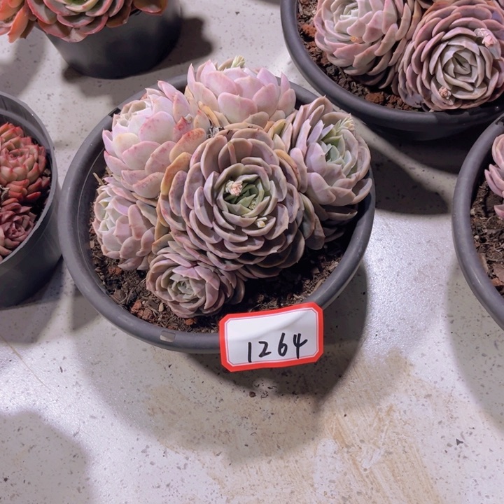 简*1264蓝色惊喜