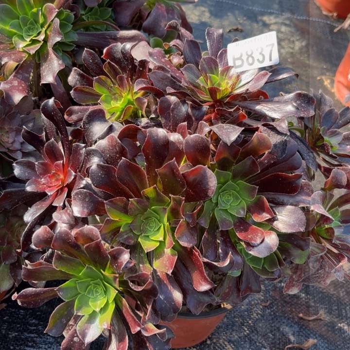 837多肉植物一物一拍