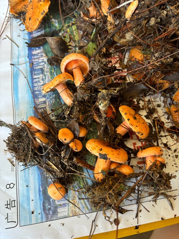 新鲜蘑菇黄枞树菌寒菌松乳菇雁来蕈松树菌菇