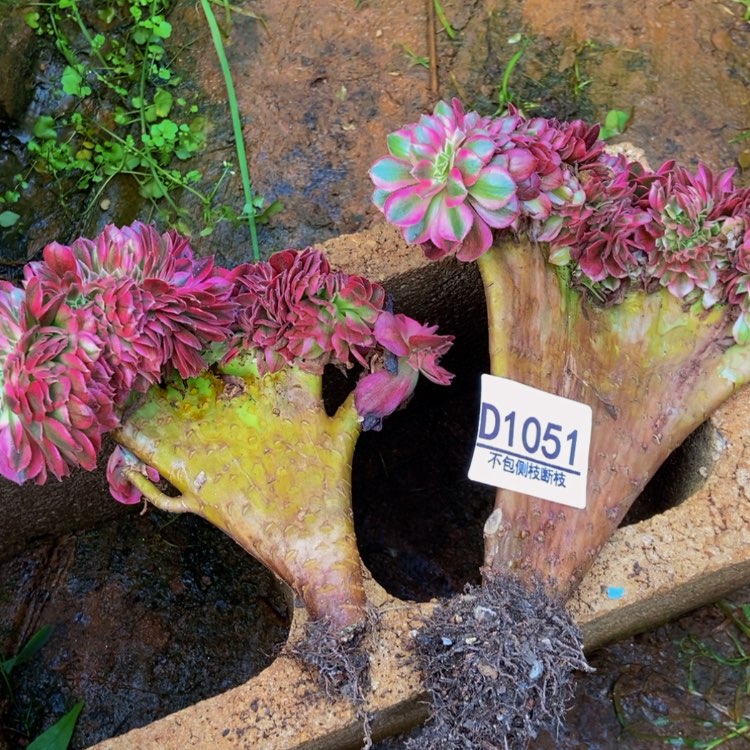 【闪购商品】?**?1051两棵倾城多肉