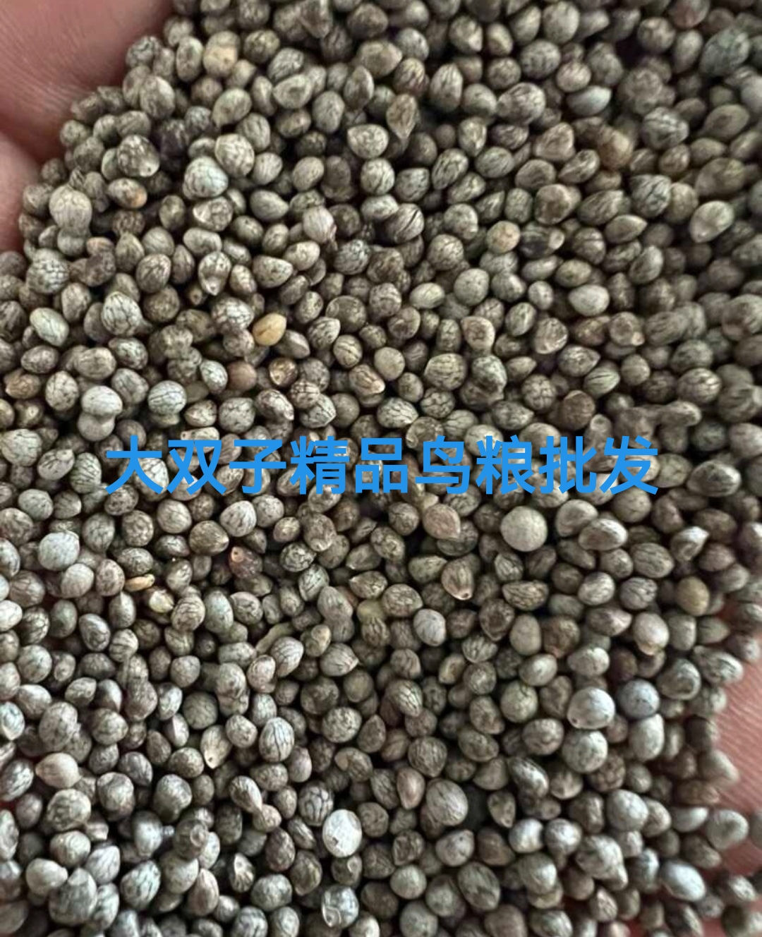 大双子精品【2025年新大粒灰苏子】各种谷物鸟