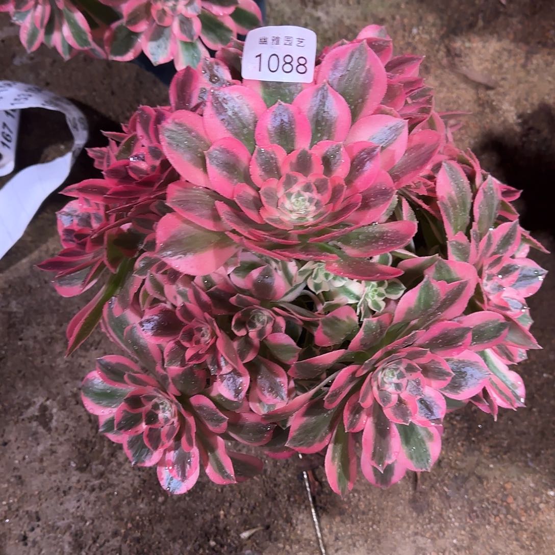 止****多肉植物粉女郎1088