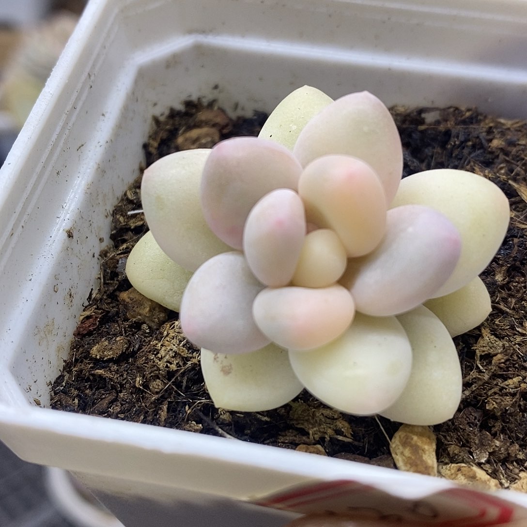 05130 奶酪瓷白覆轮锦 需延时发货