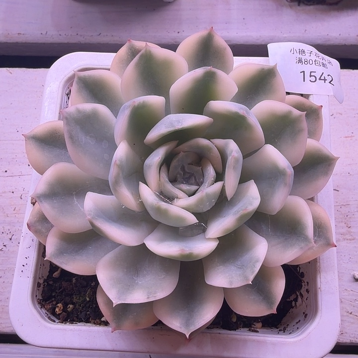 1542月亮仙子锦38包邮