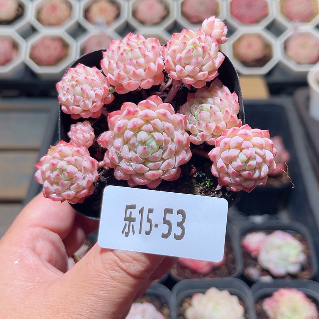 乐15-53 小粉梅群