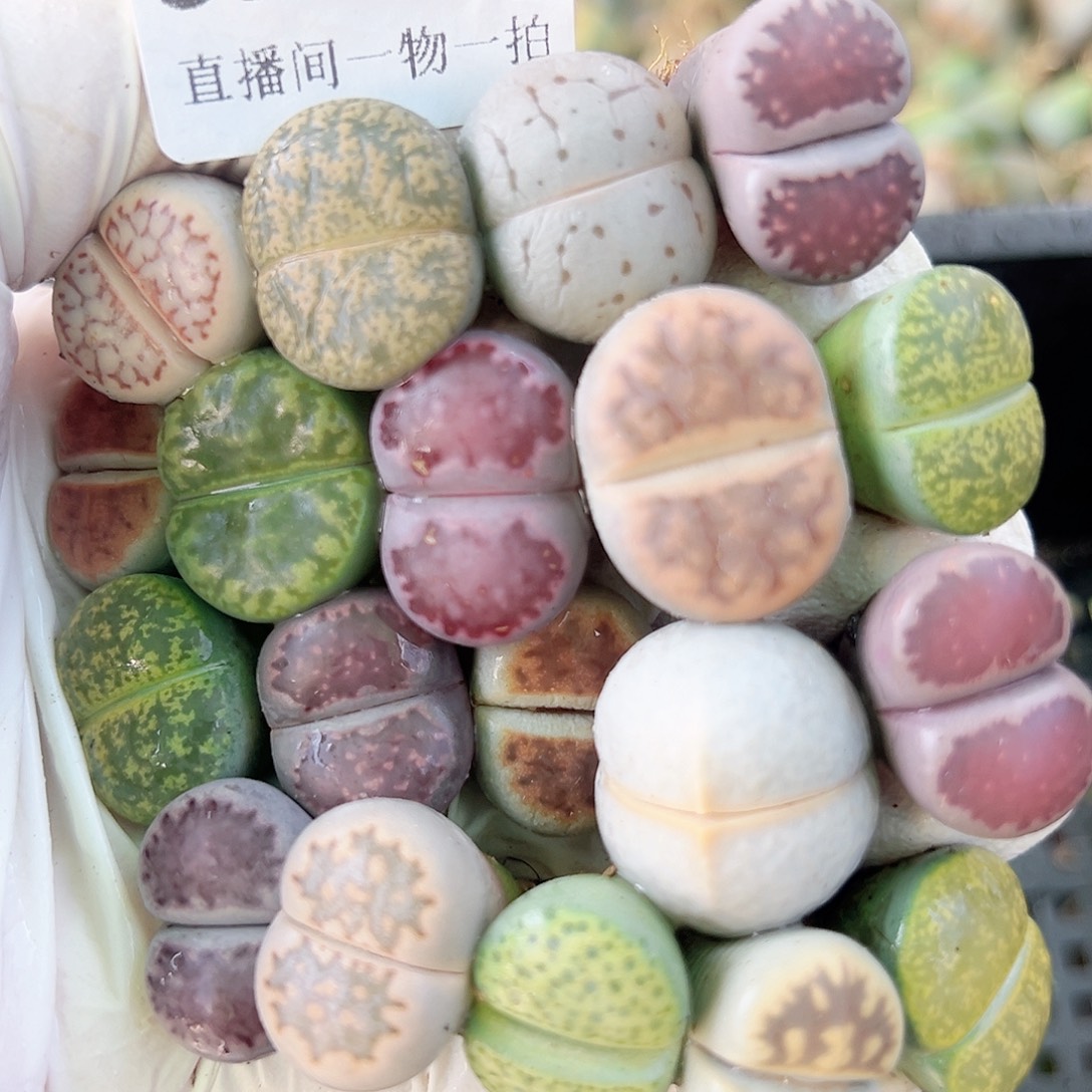 8721 好养易活生石花大母本19个