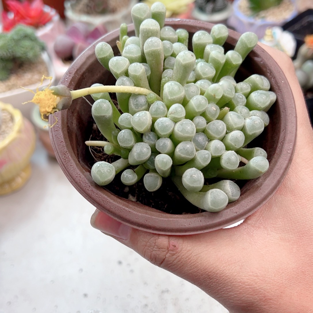 五十领域多肉植物