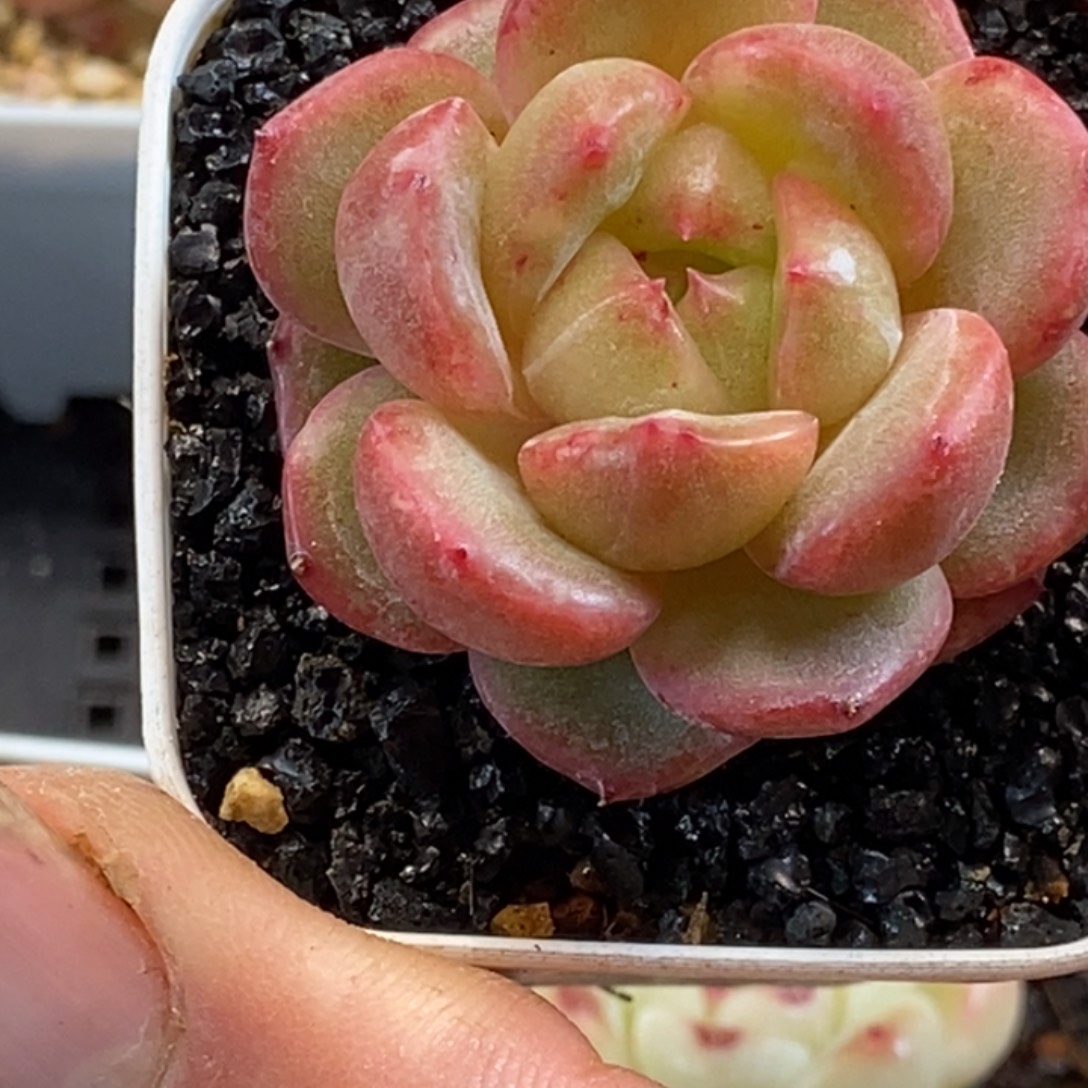 天官赐福百无禁忌