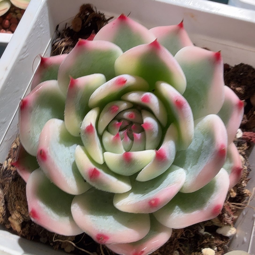 吉娃娃锦，多肉植物