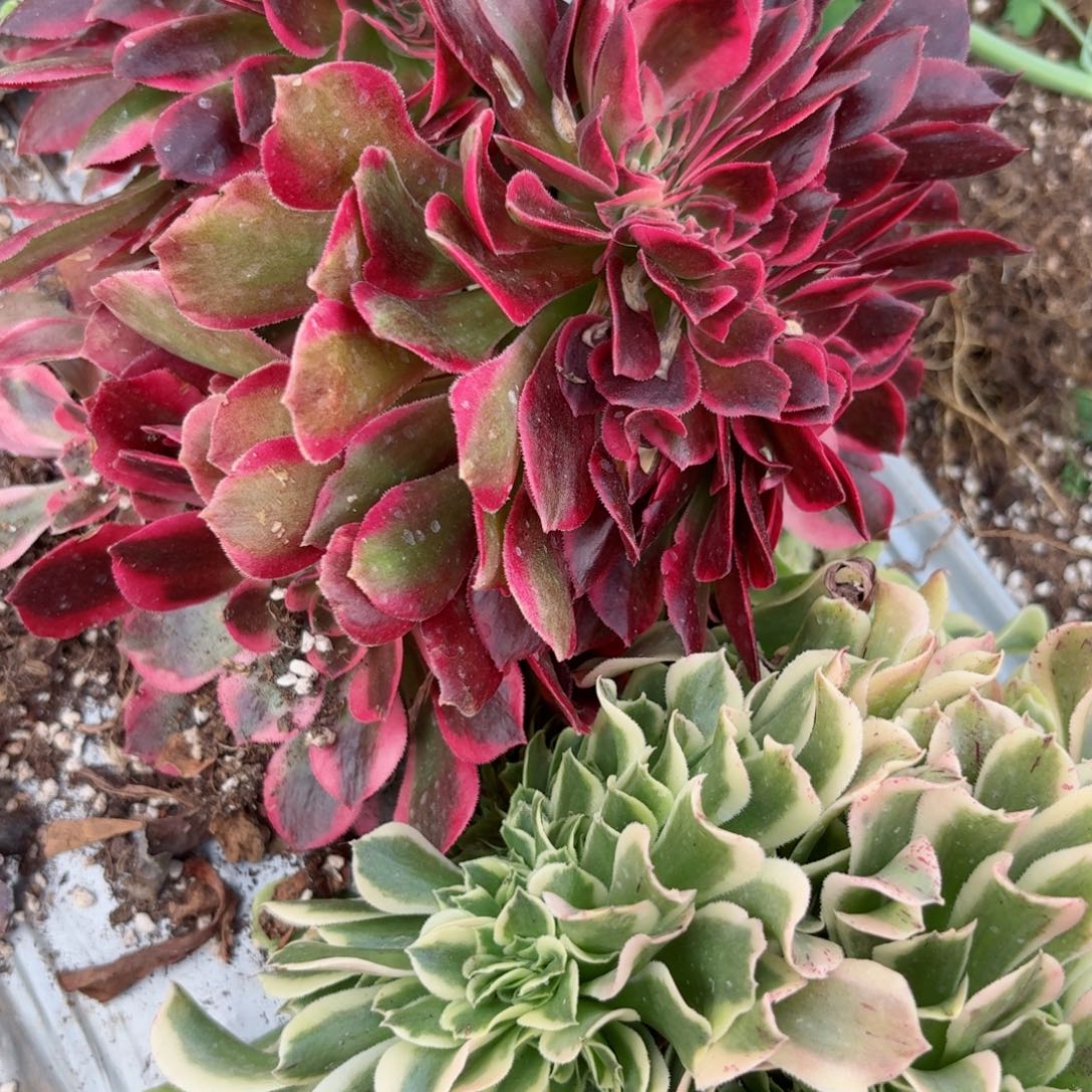 我8412 号多肉法师新年特价