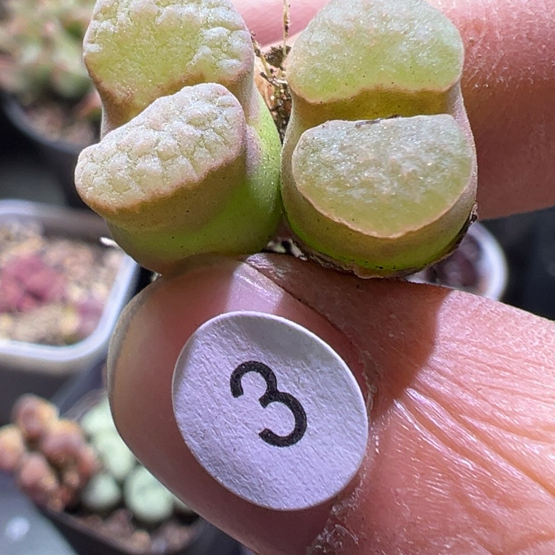 多肉植物1111111111111