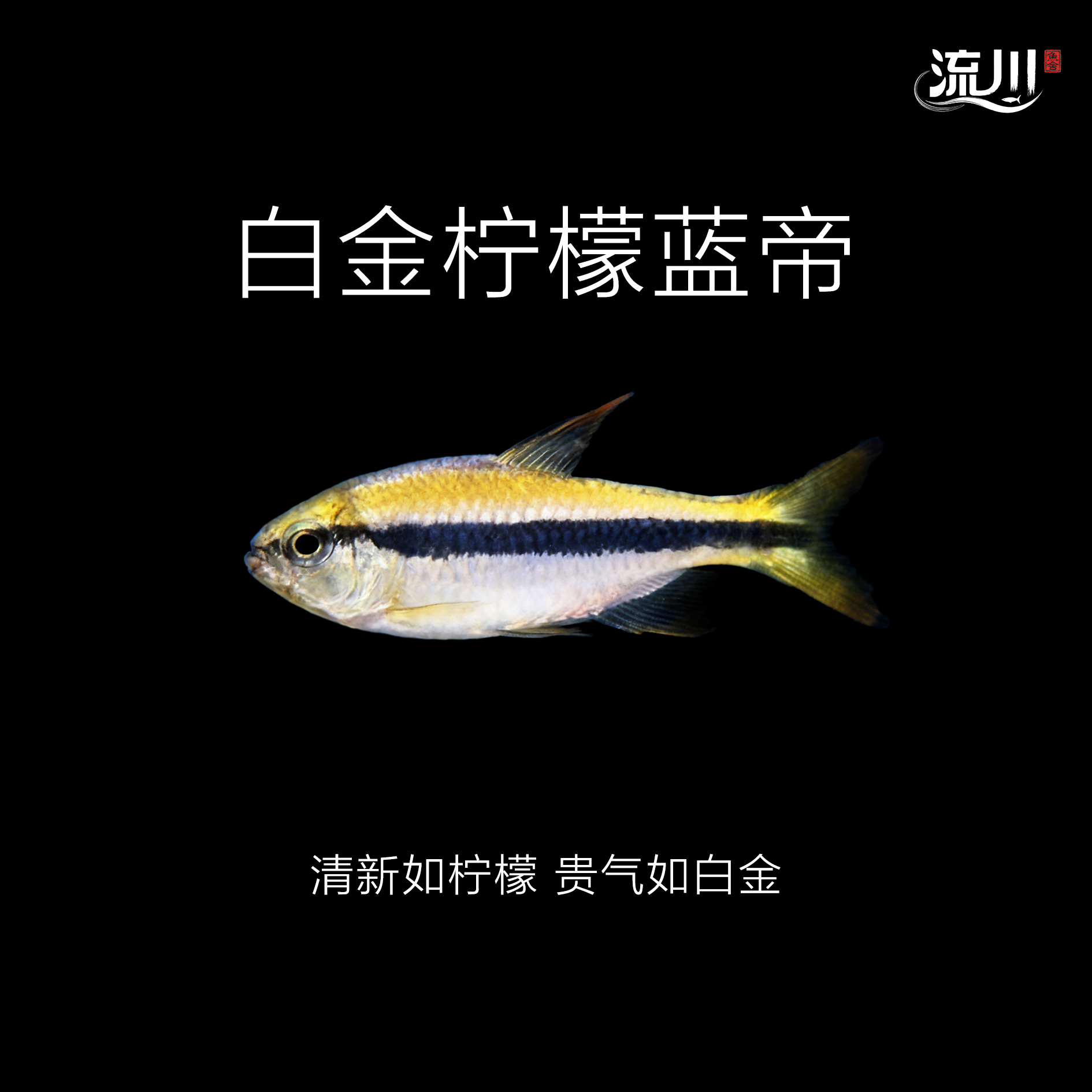 【流川鱼舍】白金柠檬蓝帝灯鱼666【顺丰包邮包损】