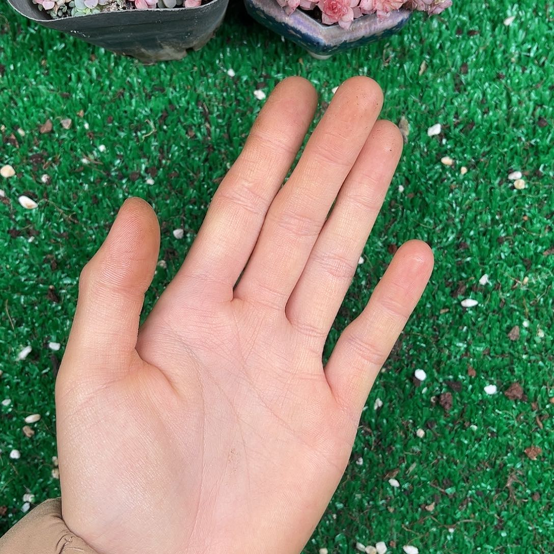 毛***姐多肉植物一物一拍2-81