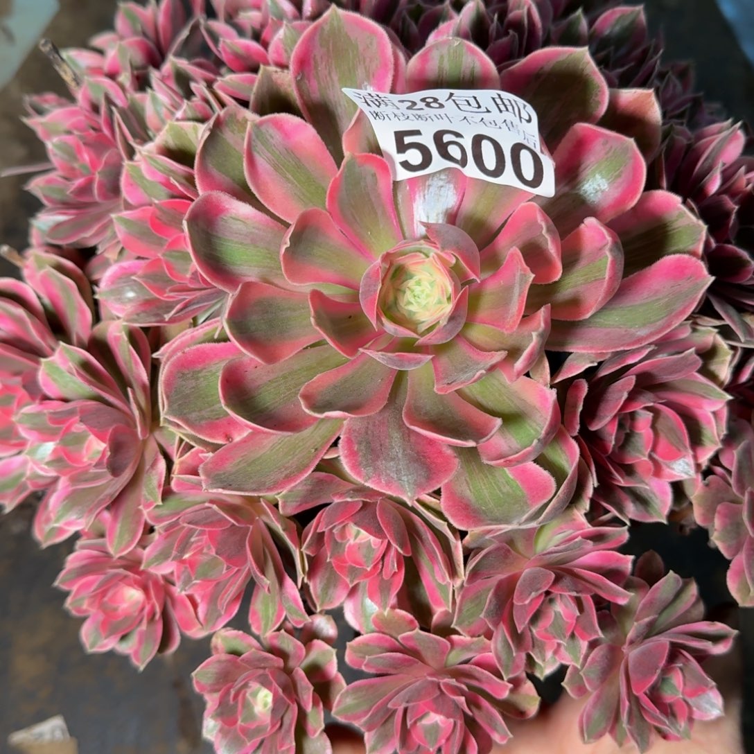 5600女妖杆歪不包断枝