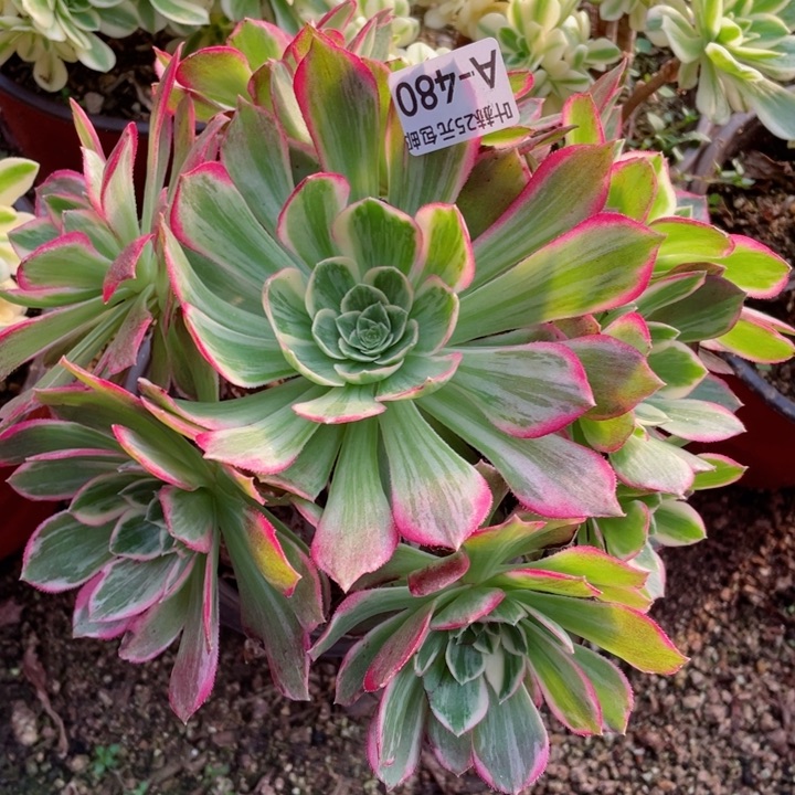 480万彩灯多肉22345678