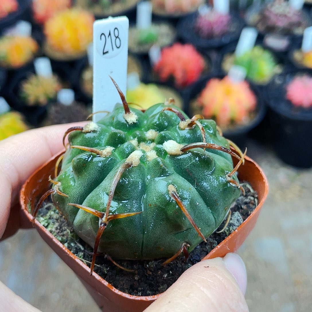 非偏远地区满25包邮仙人球