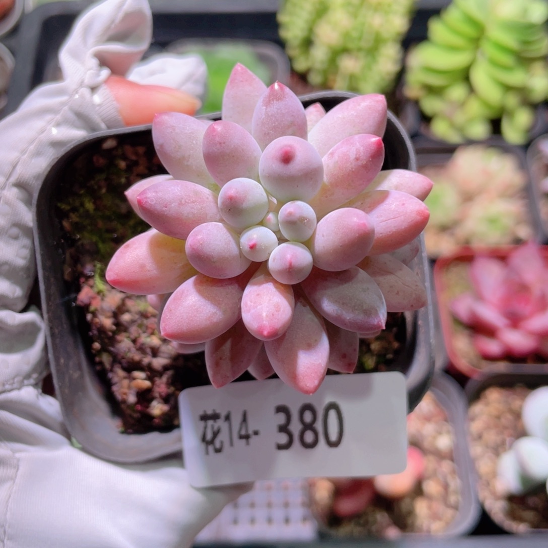 花利美14-380婴儿手指