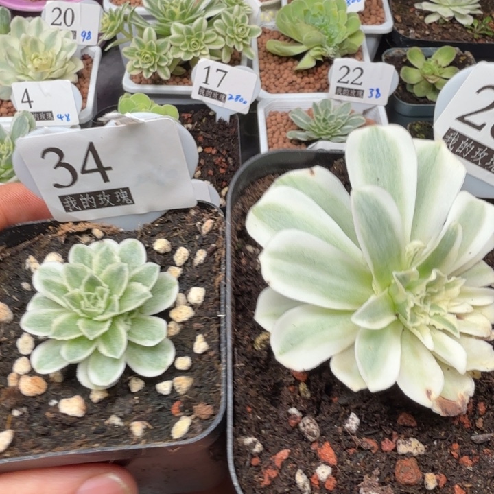 এ****秋夕蕾丝168山地玫瑰