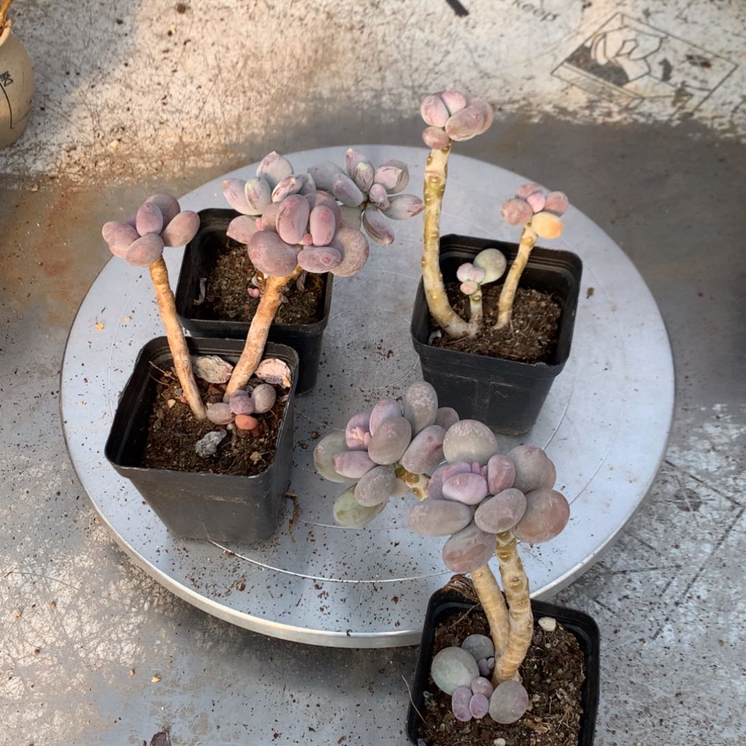 奶酪4颗41号不带盆