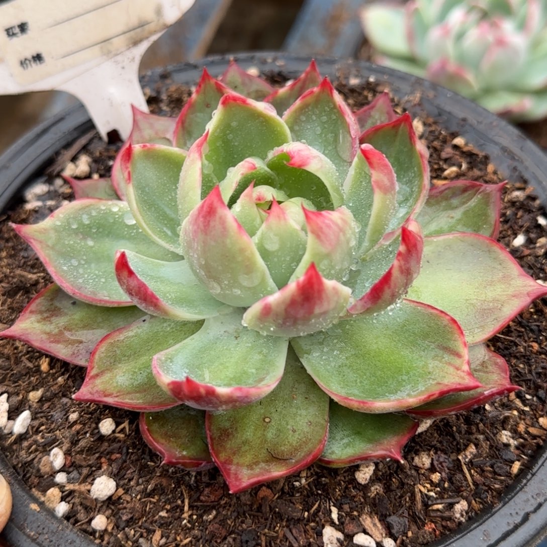 蜜桃拉丝惊鸿一物一拍包装收缩花旱722