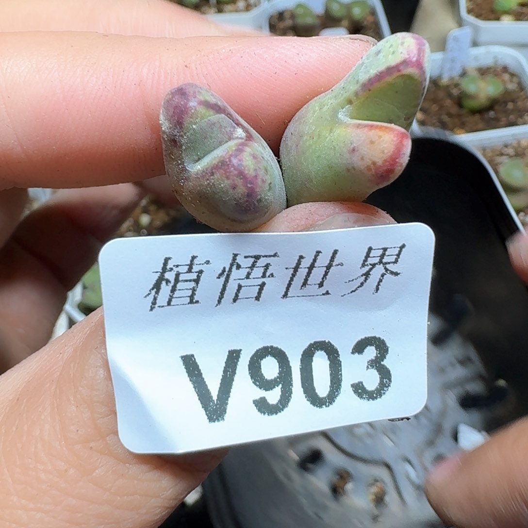 903盒多肉植物哇fv g