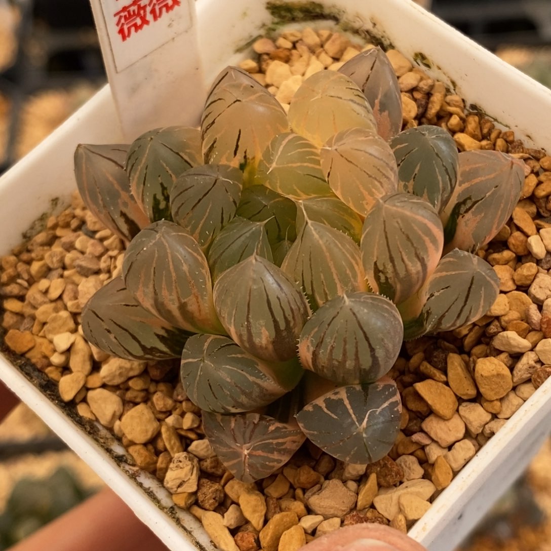 166霓虹灯玉露多肉植物