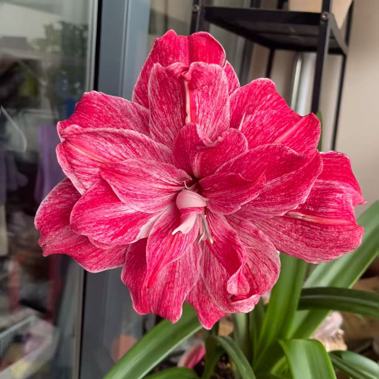 小石头朱顶红贵妇重瓣朱顶红包对版