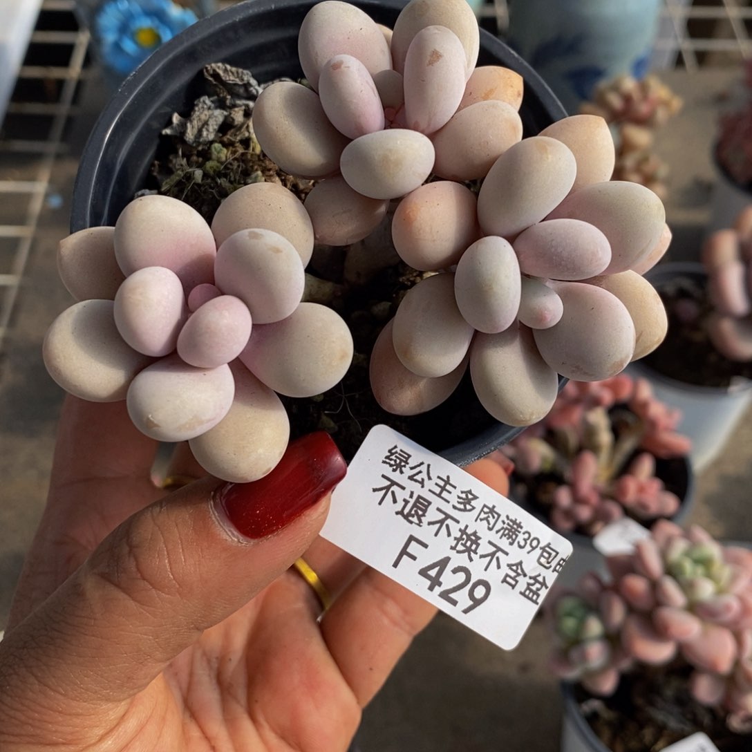 糖果桃蛋429/7c m