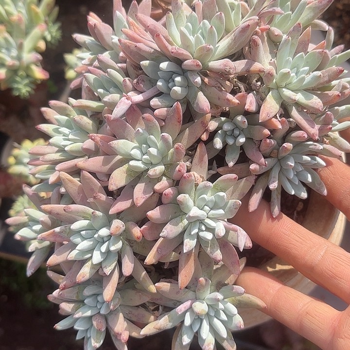 仙女杯多肉植物提取