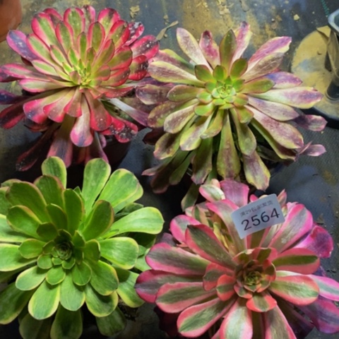 4盆多肉植物2564