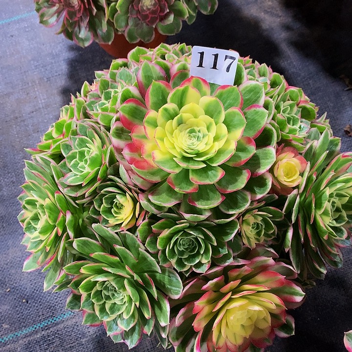 随***缘法师粉体海王11700000