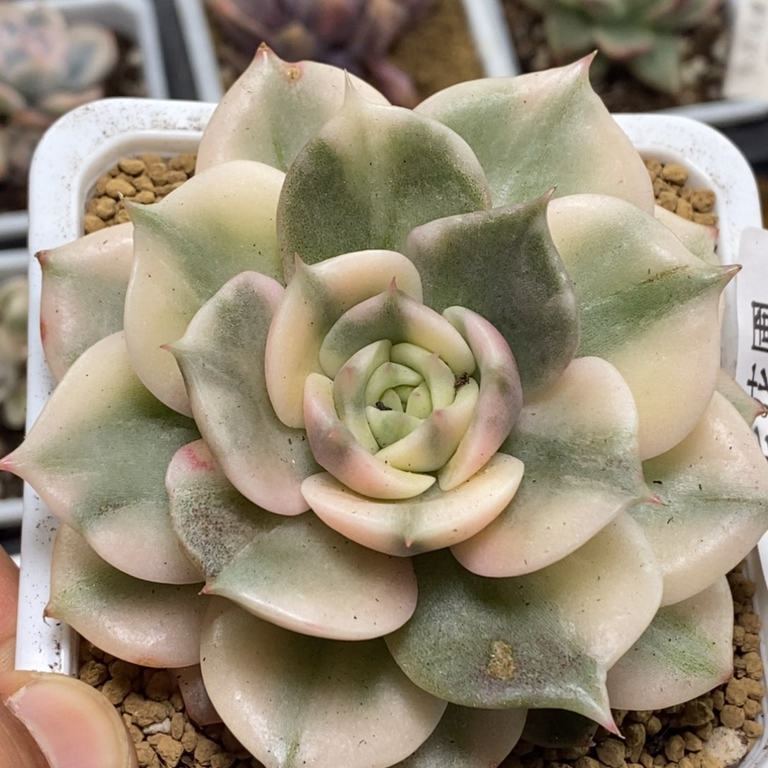 781贝加尔湖锦单头