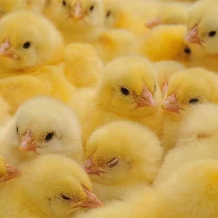 宠物小鸡小鸡可爱黑色的小鸡黄色小鸡