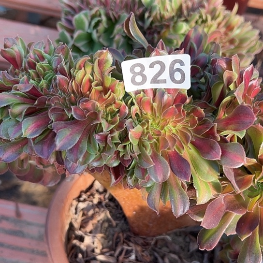 难***涂多肉植物一个香非中班826