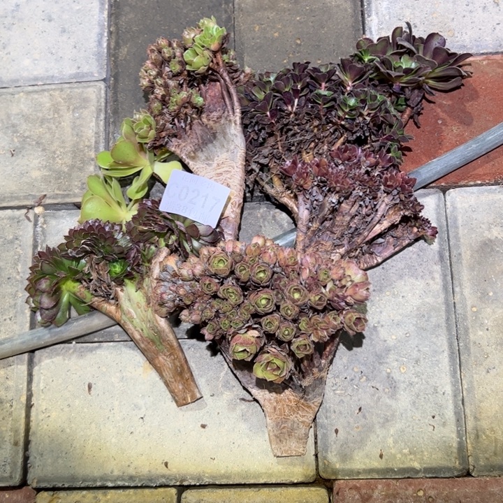 217缀化组合多肉植物