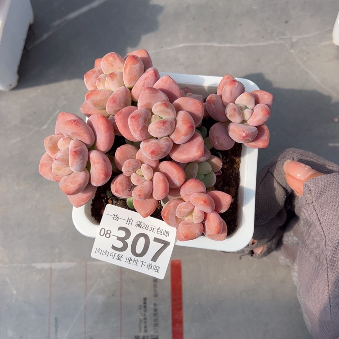 红洛神多肉多肉多肉