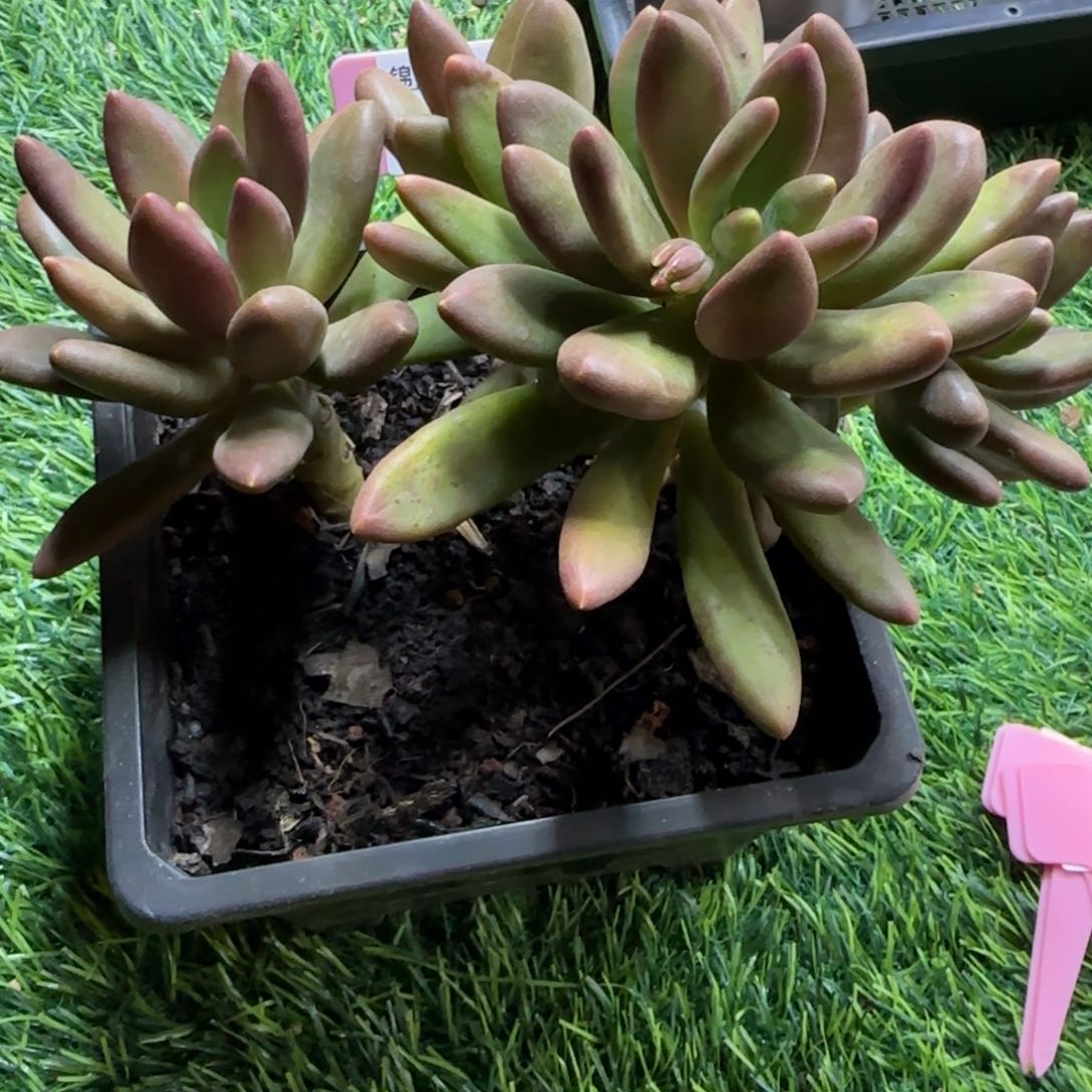 老***暖锦安精品多肉植物315