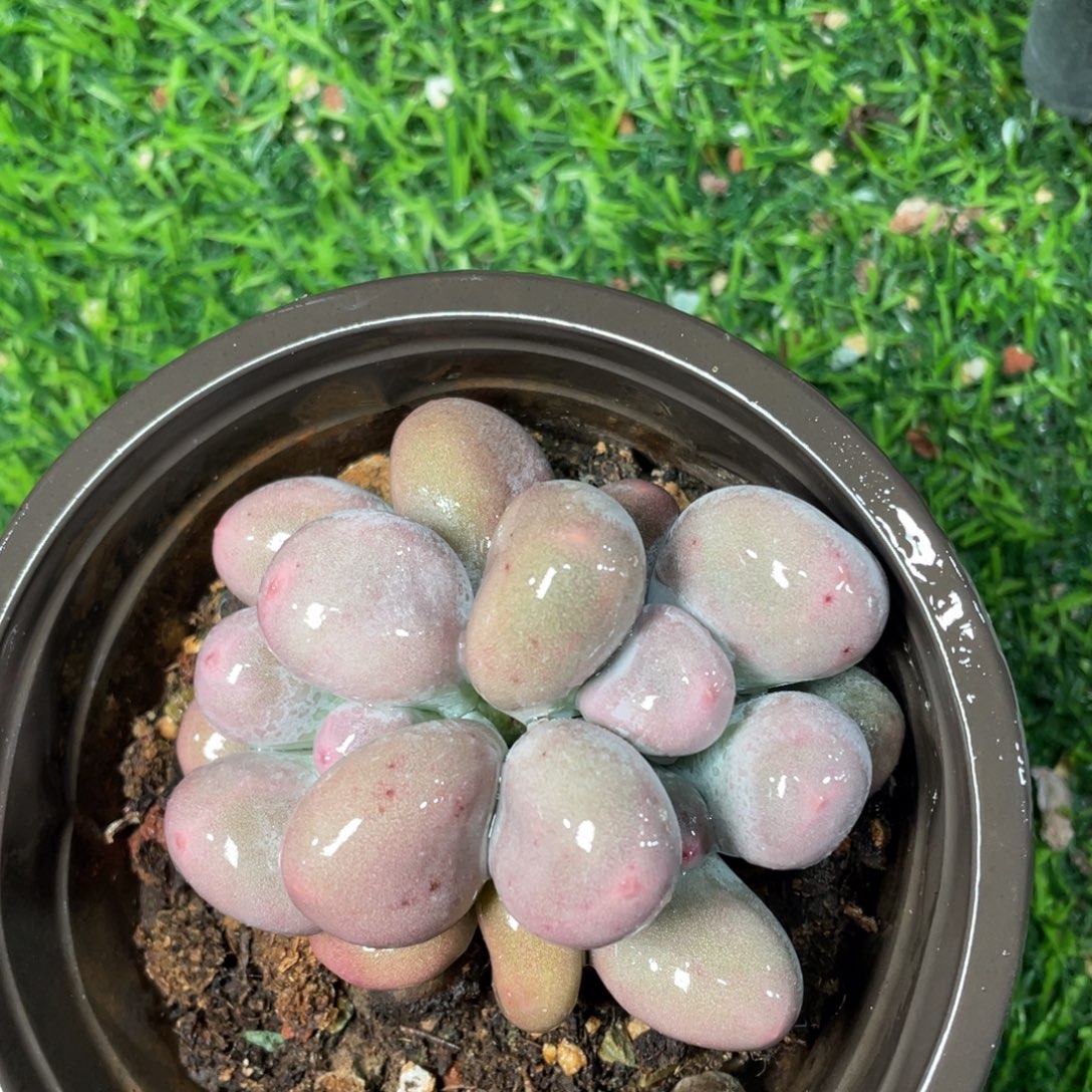 双头米可奶多肉植物