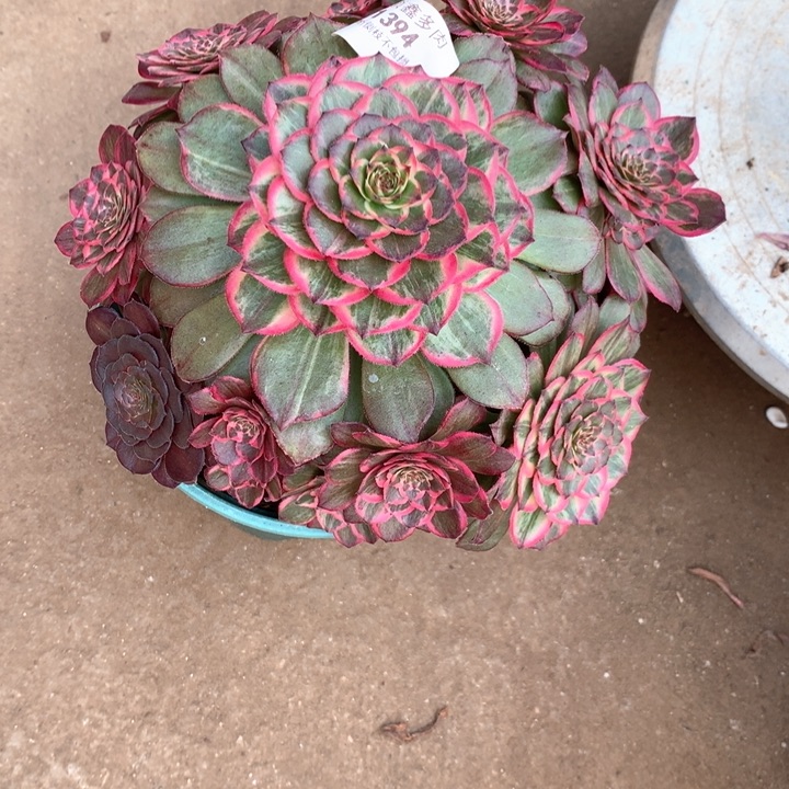 1394莲花座多肉植物