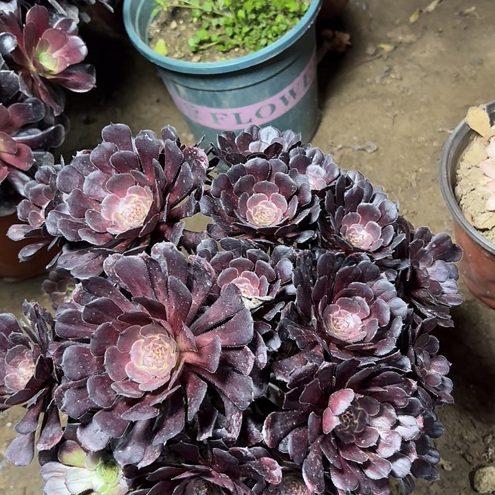 多肉植物黑暗萝莉14