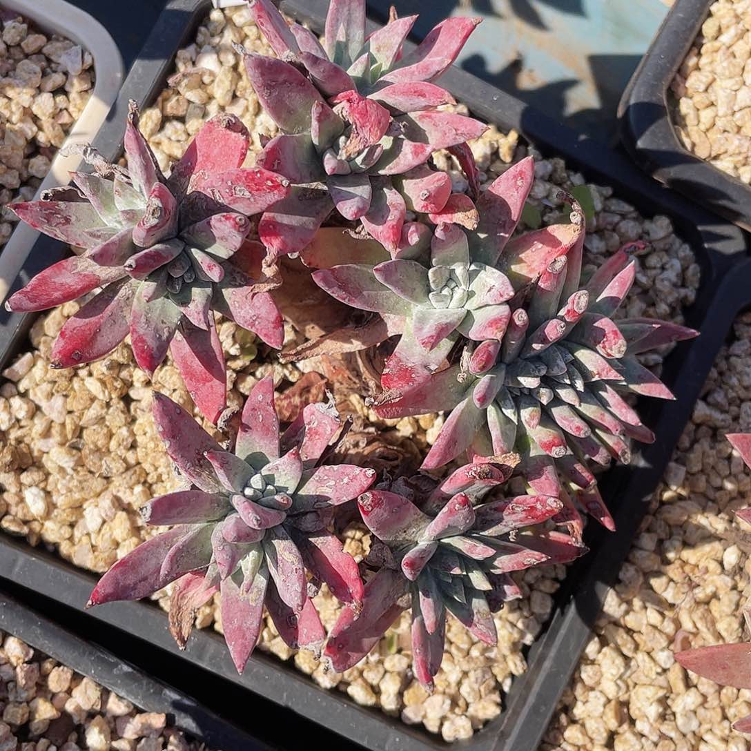 白姆老桩多头10174