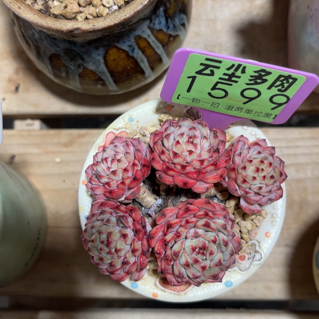 云尘多肉一物一拍不含盆1559